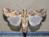 Spodoptera littoralis